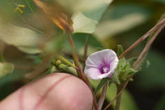 Ipomoea eriocarpa